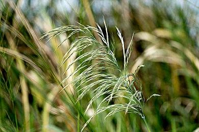 秀色可餐《星刃》推出联动限定版主题汉堡